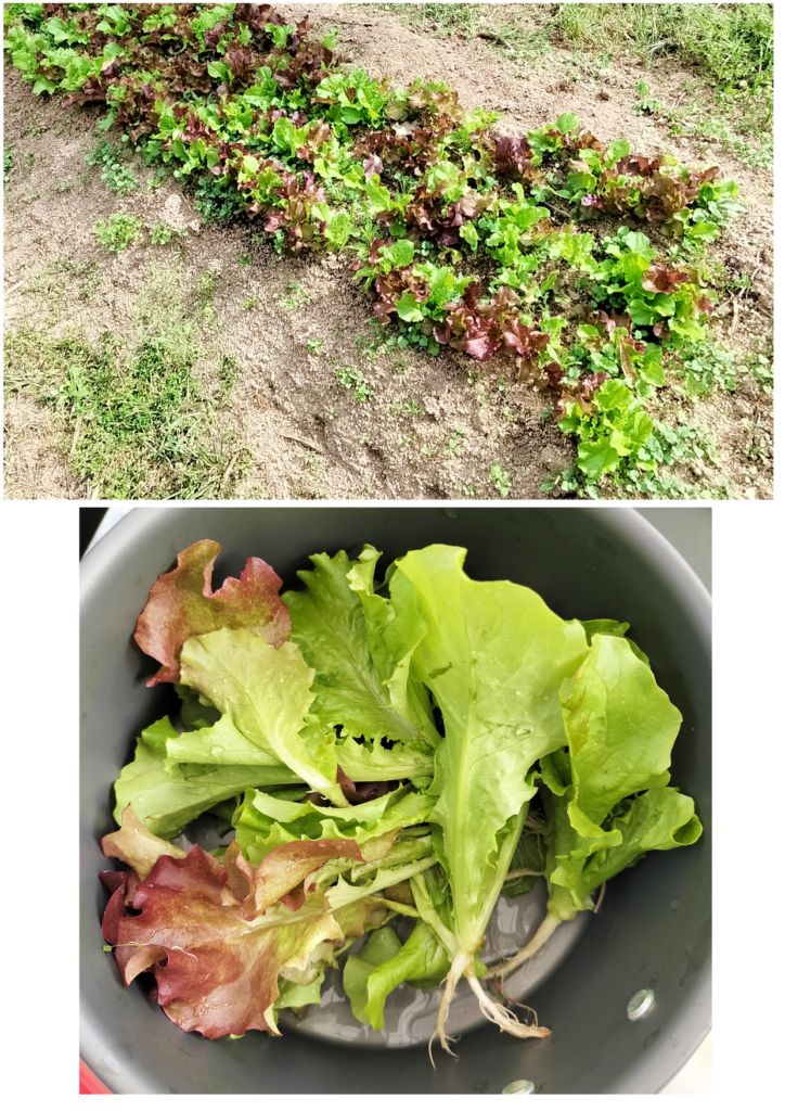 Adoの森　畑のレタス
